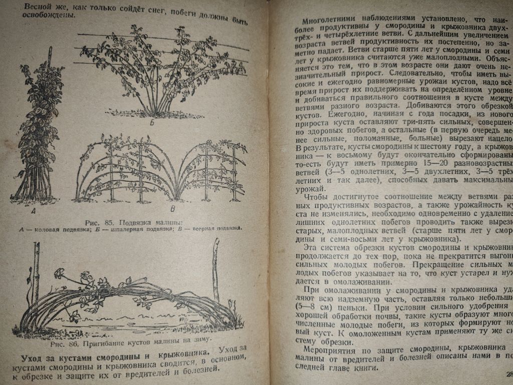 книга: ПЛОДОВОДСТВО И ЯГОДОВОДСТВО. VII - изд. 1947г. - фото фото фото 7