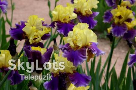 Ирисы. Цветы ирисы. Ирисы разных цветов. - фото фото фото 12