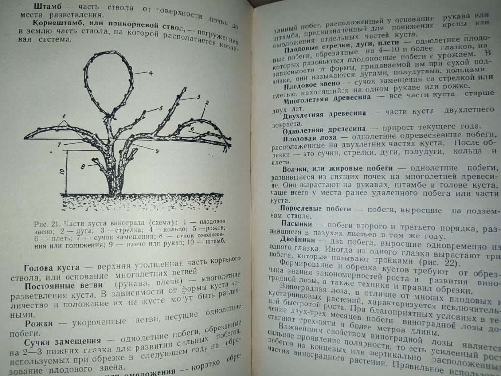 книга: СТЕПНОЕ ВИНОГРАДАРСТВО 1960г. - фото фото фото 6