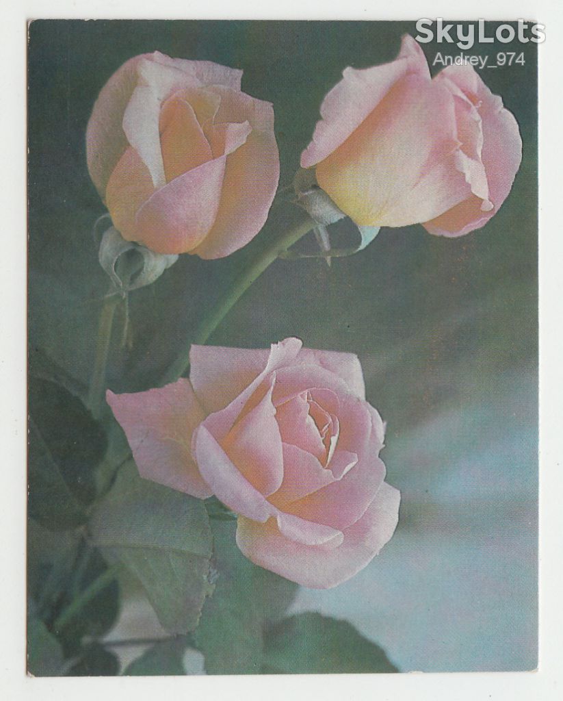 Поздравляю 1987 Смолякова Миниоткрытка Цветы Р8 - фото фото фото 0