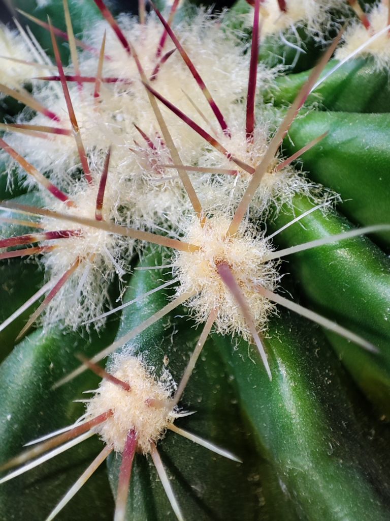 Кактус     (ferocactus) - фото фото фото 1