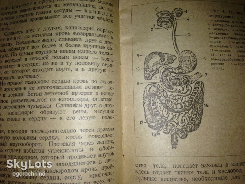 книга: СТРОЕНИЕ ТЕЛА ЧЕЛОВЕКА 1946г.; - фото фото фото 6