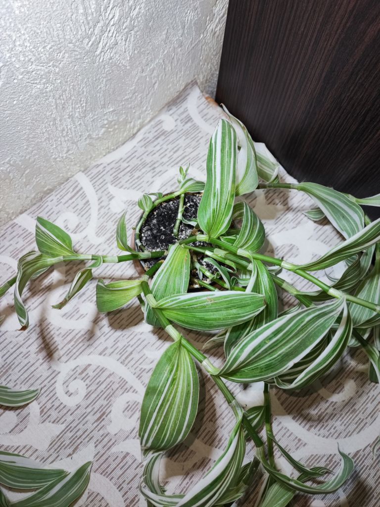 Традесканція Альбовітата      (tradescantia fluminensis albovittata) - фото фото фото 2