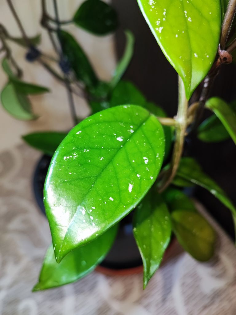 Хойя карноза   (hoya carnosa) - фото фото фото 2