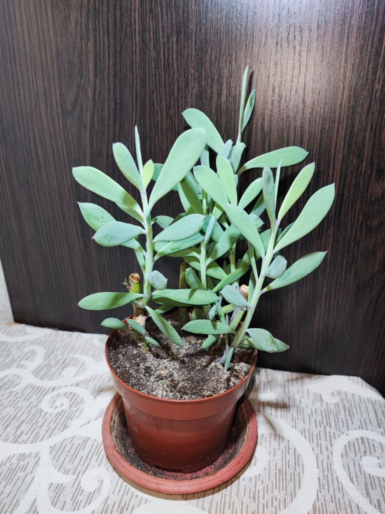 Сенеціо    (Хрестовник) Фікоїдес    (senecio ficoides mount everest) - фото фото фото 2
