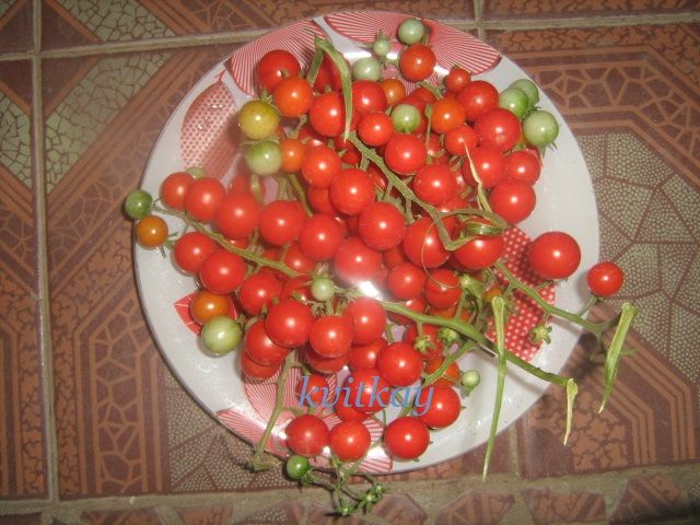 Насiння томату Iva`s Red Berry - фото фото фото 0