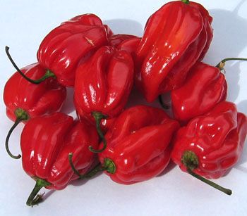 Насіння перцю гострого  Habanero RED - фото фото фото 1
