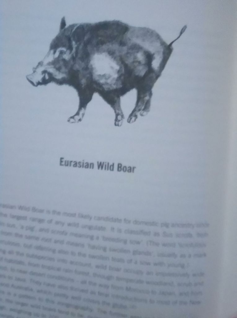 Whole Hog The Lyall  Watson English на Английском книга - фото фото фото 2