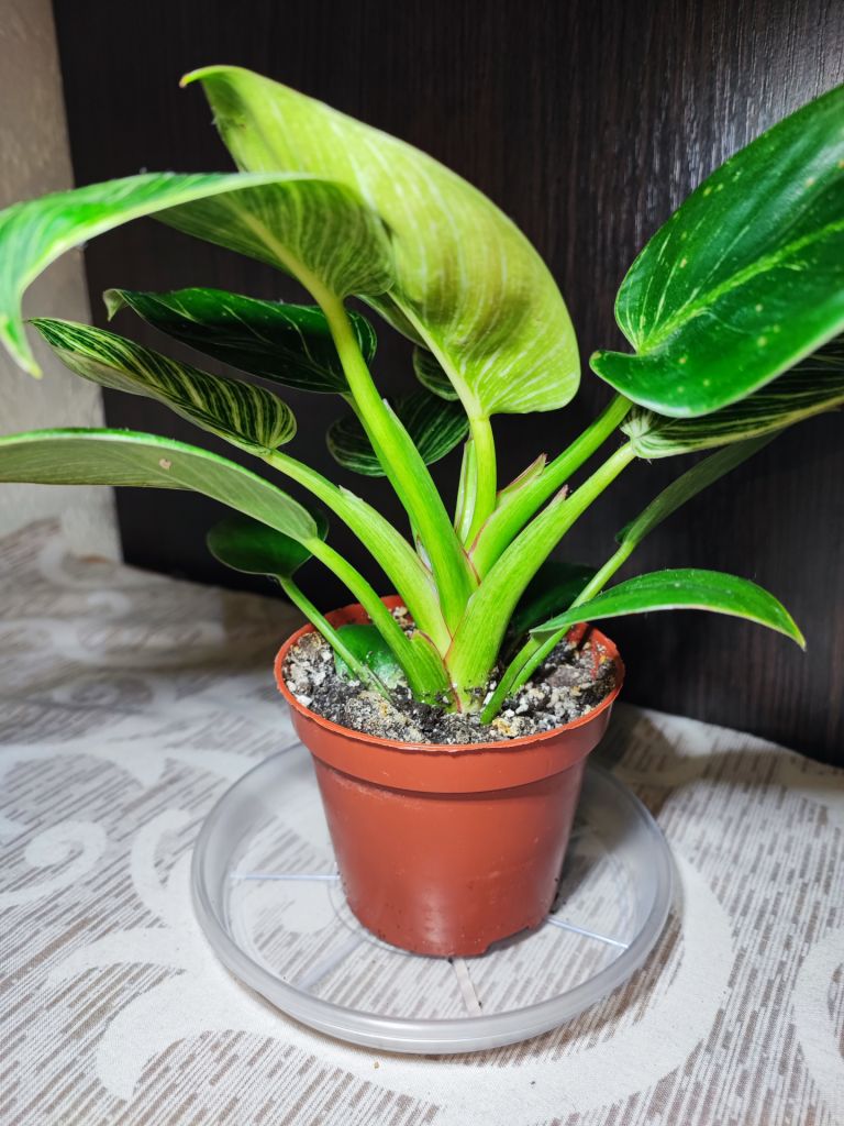 Філодендрон Біркін     (philodendron birkin) - фото фото фото 1