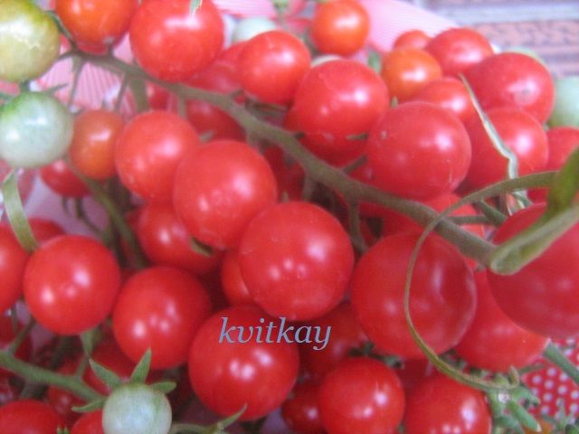 Насiння томату Iva`s Red Berry - фото фото фото 3