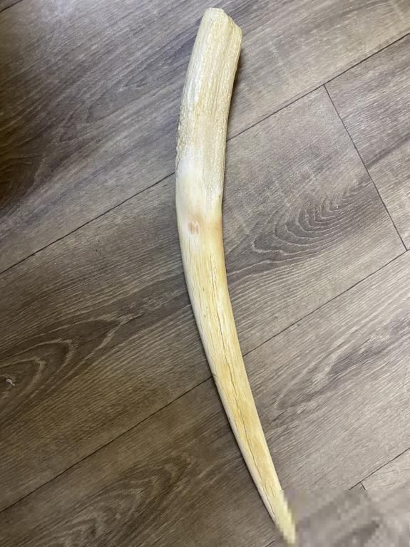 Бивень моржа - фото фото фото 0