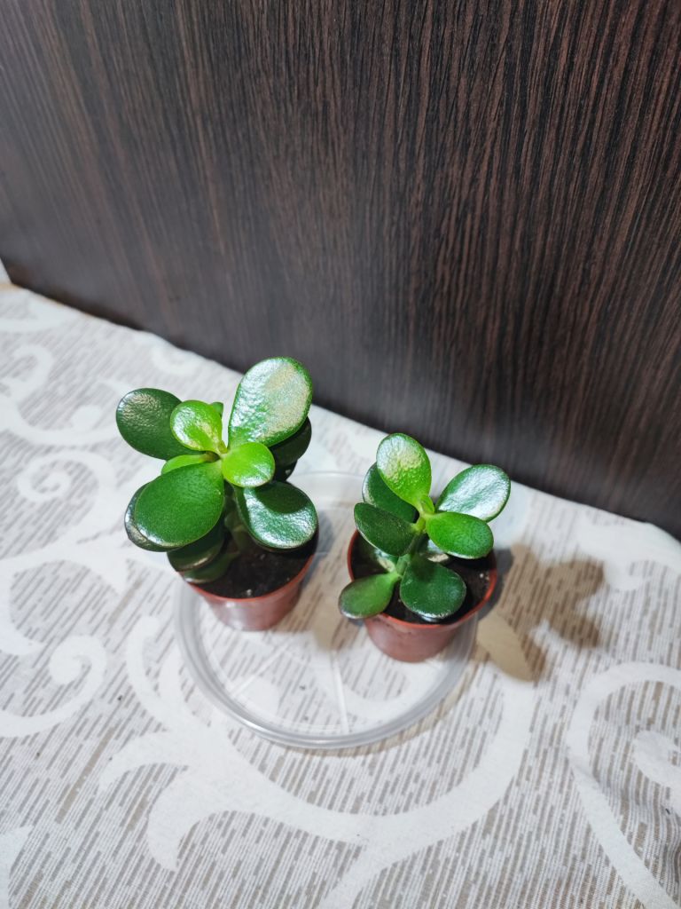 Крассула овата  (crassula ovata) - фото фото фото 2