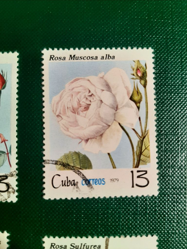 Марки Сuba correos rosa 1979  (розы, 6 шт) - фото фото фото 3