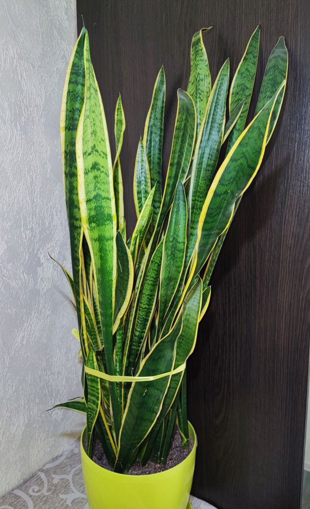Сансевієрія     (sansevieria trafasciata laurentii) - фото фото фото 3