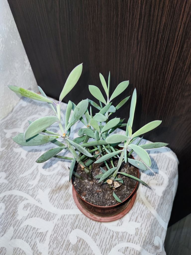 Сенеціо    (Хрестовник) Фікоїдес    (senecio ficoides mount everest) - фото фото фото 1