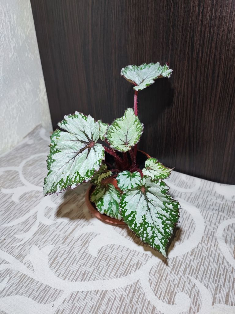 Бегонія Рекс  (begonia rex red gem) - фото фото фото 0
