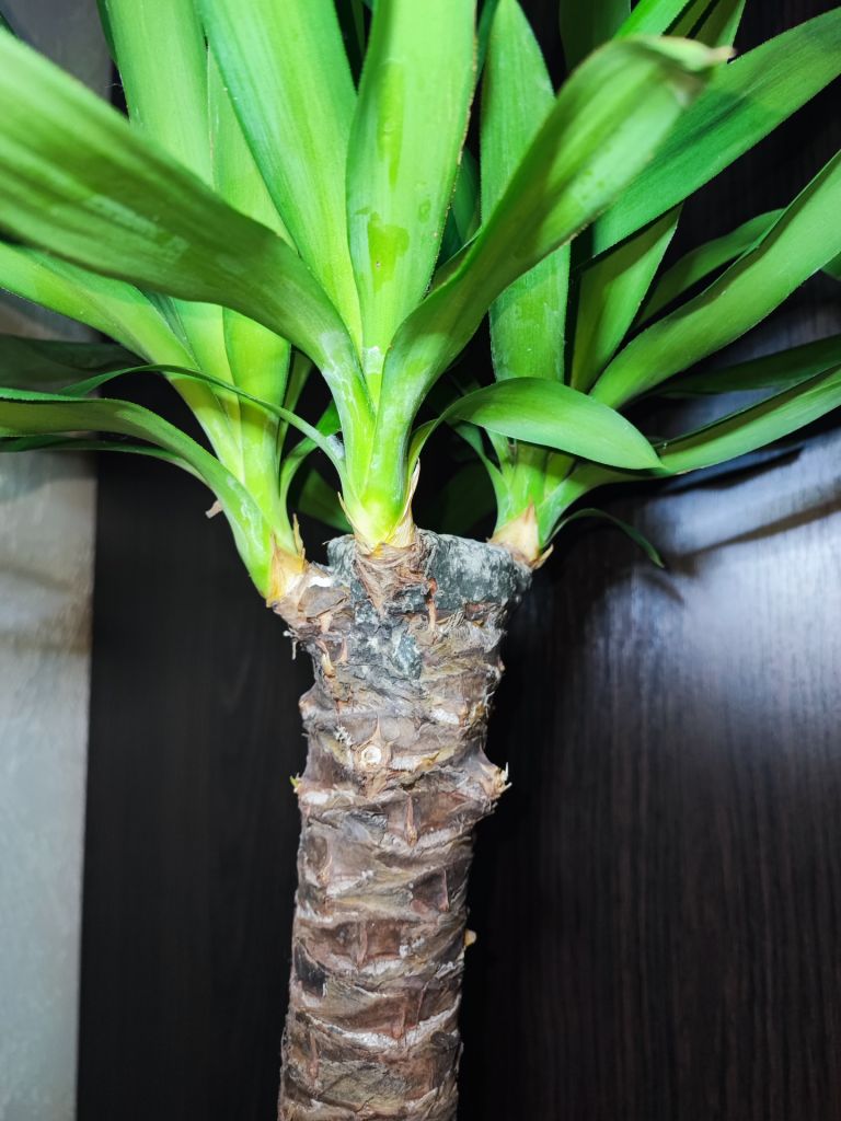 Юкка  (yucca) - фото фото фото 1