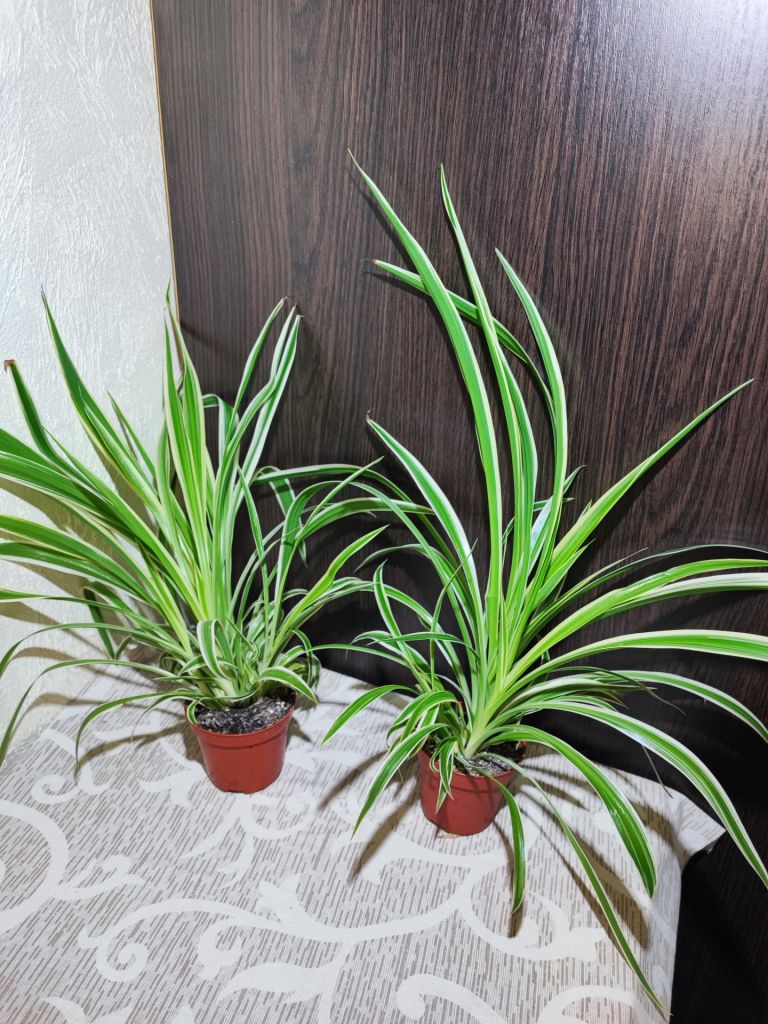 Хлорофітум Чубатий Оушен     (chlorophytum comosum ocean) - фото фото фото 2