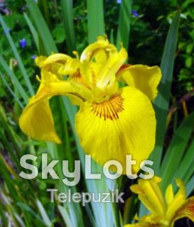 Ирисы. Цветы ирисы. Ирисы разных цветов. - фото фото фото 7