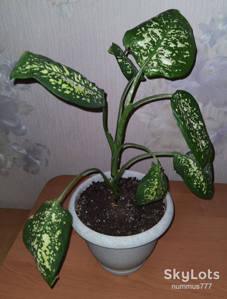 Дифенбахія самовивіз - фото фото фото 0