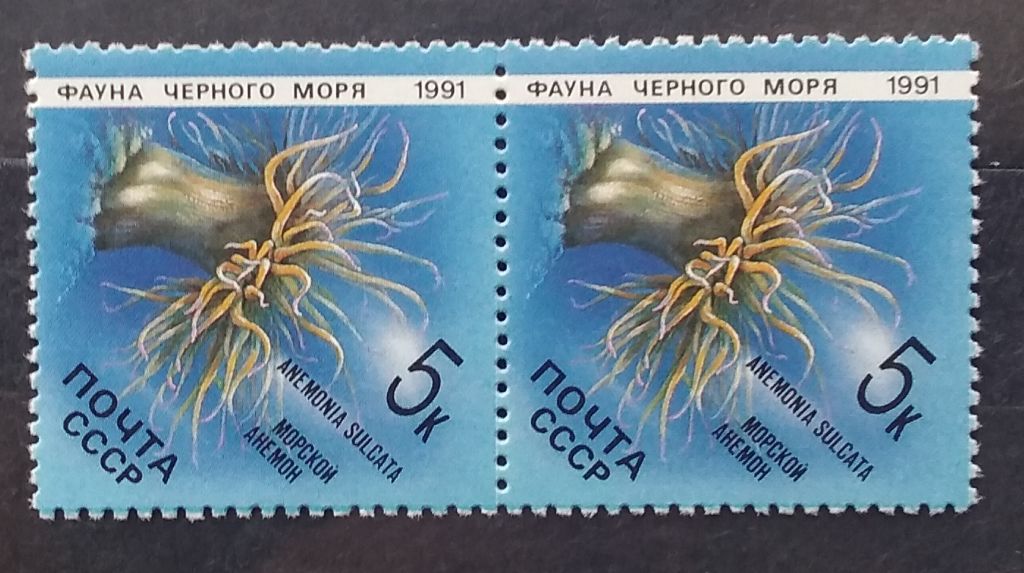СССР 1991 г - Фауна Черного моря. Морской анемон - фото фото фото 0