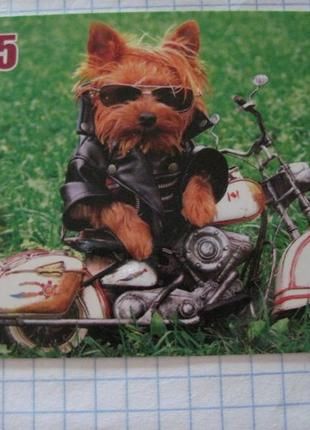 Календарик. " собака" 2015 - фото фото фото 0