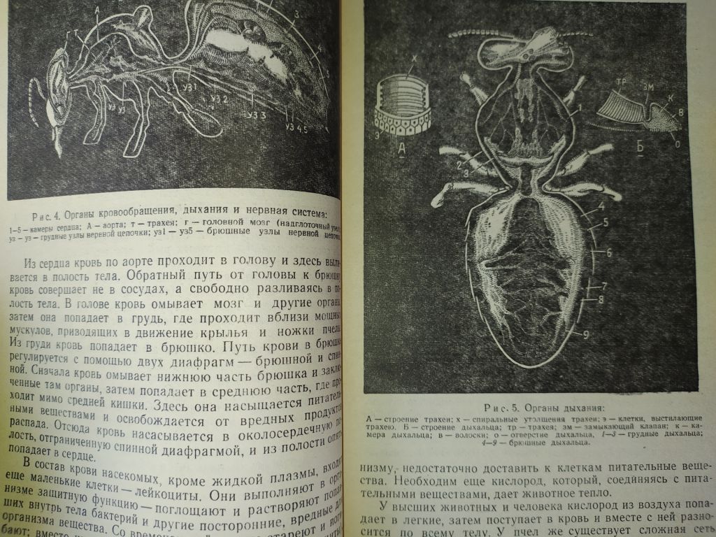 книга: ПЧЕЛА И ЗДОРОВЬЕ ЧЕЛОВЕКА II-e изд. 1964г. - фото фото фото 4