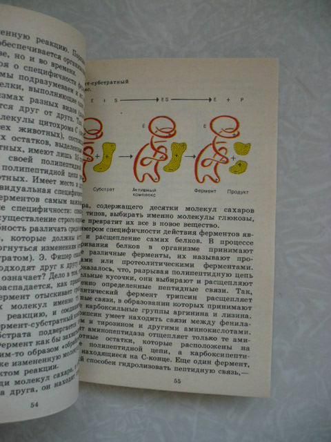 Строение и функции белков | Овчинников Ю.А. - фото фото фото 2