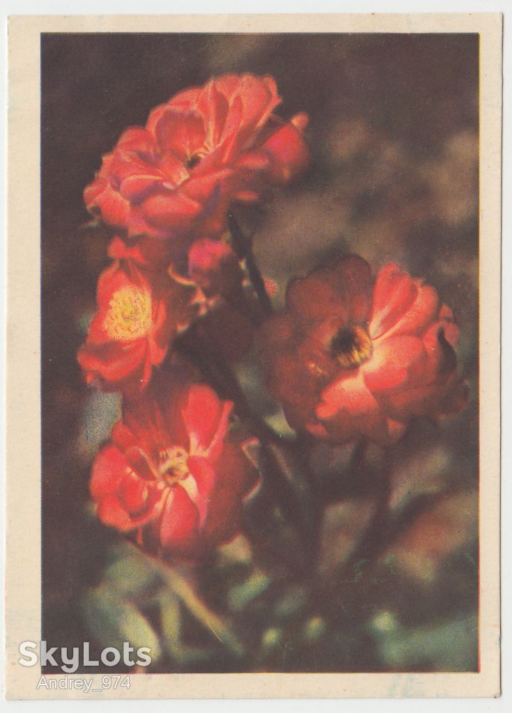 Цветы Р8 - фото фото фото 0