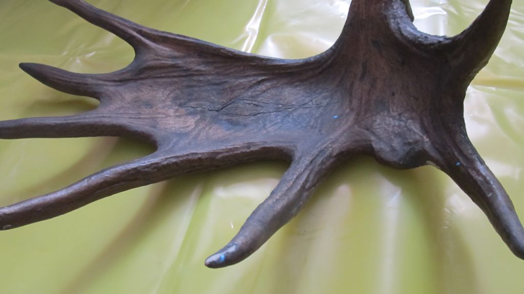Рог лося - фото фото фото 2