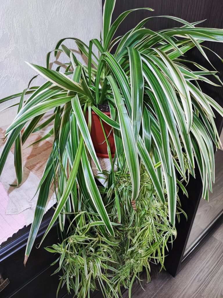 Хлорофітум Чубатий Оушен  (chlorophytum comosum ocean) - фото фото фото 2