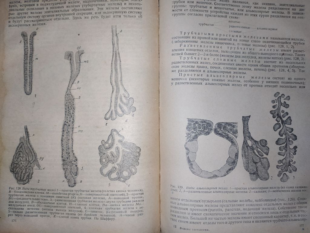 книга: ОСНОВЫ ГИСТОЛОГИИ И ГИСТОГЕНЕЗА ЧЕЛОВЕКА. Часть I. 1931г. - фото фото фото 7