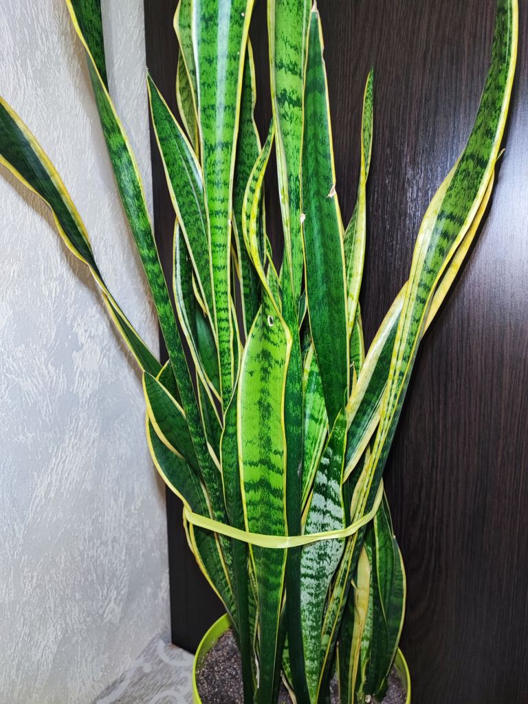 Сансевієрія     (sansevieria trafasciata laurentii) - фото фото фото 1
