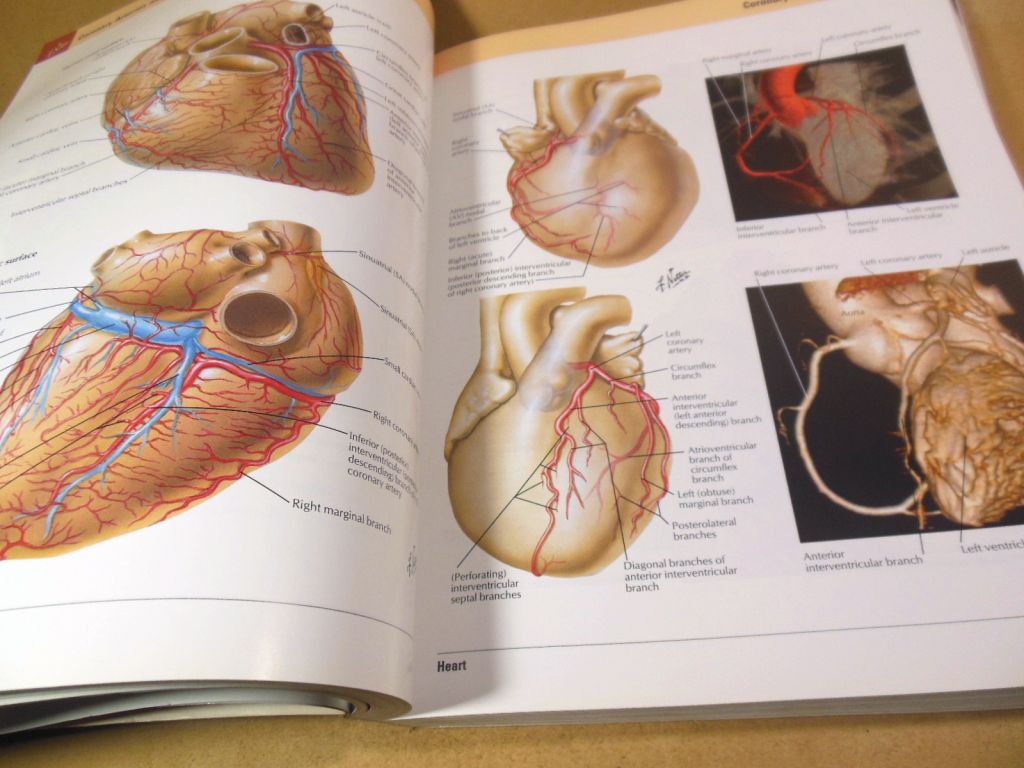 Frank H. Netter. Atlas of Human Anatomy  (7th Edition) - фото фото фото 3