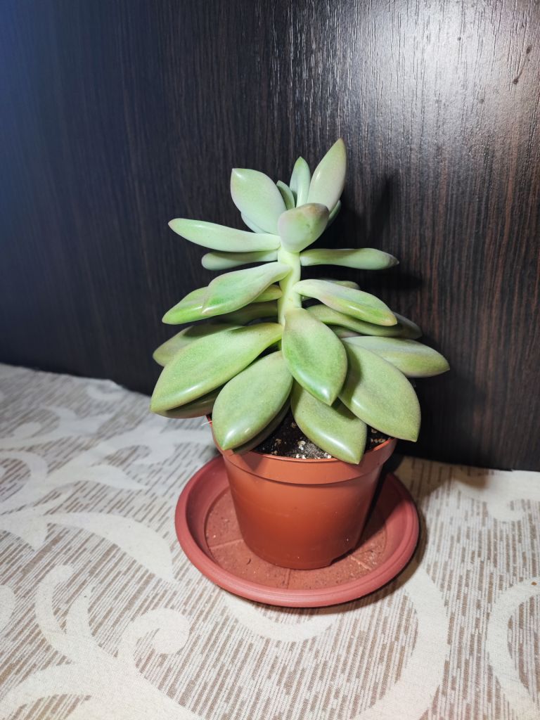 Граптоверія опаліна    (graptoveria opalina) - фото фото фото 3
