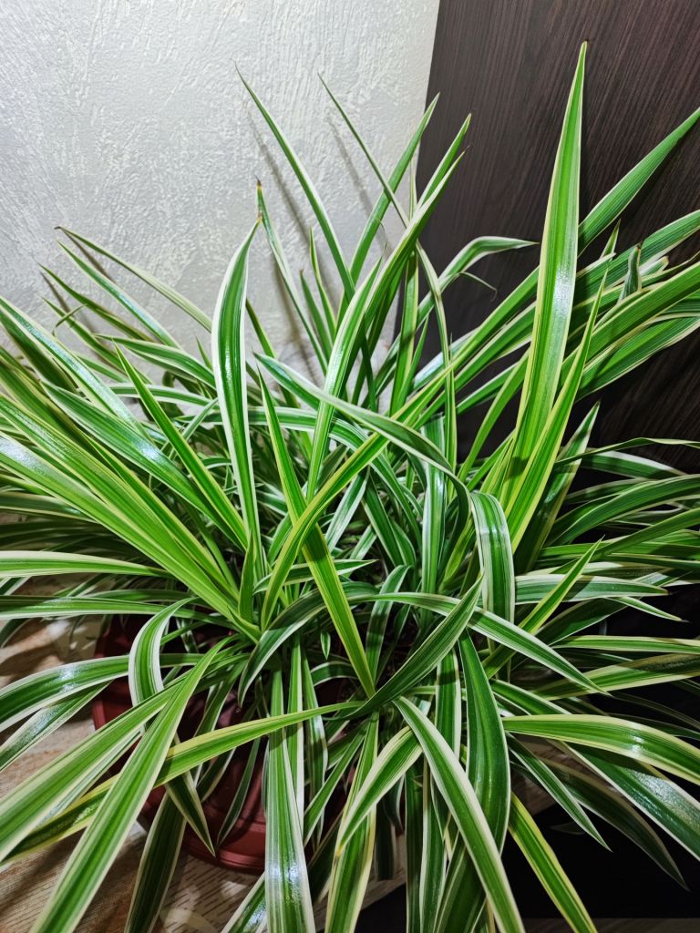 Хлорофітум Чубатий Оушен     (chlorophytum comosum ocean) - фото фото фото 1