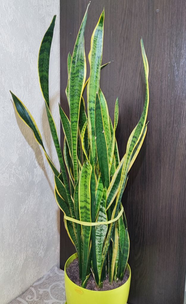 Сансевієрія     (sansevieria trafasciata laurentii) - фото фото фото 4