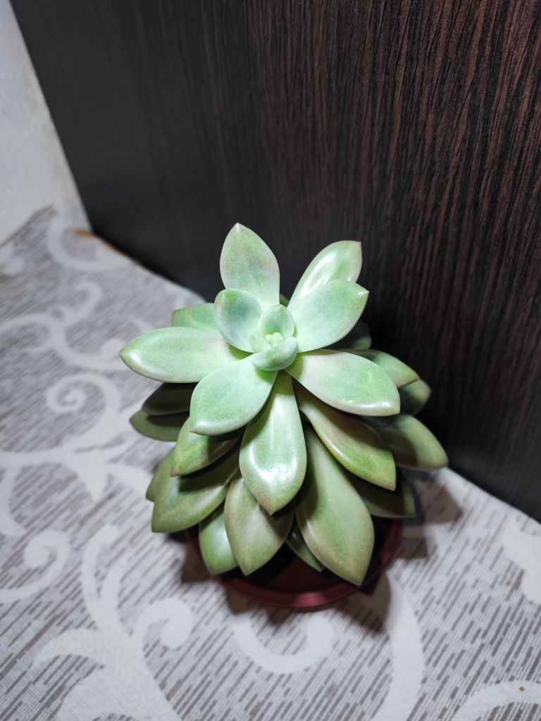 Граптоверія опаліна    (graptoveria opalina) - фото фото фото 1