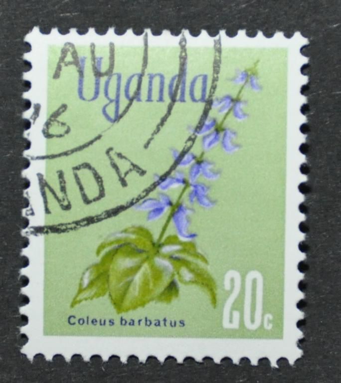 Уганда Флора Цветы - фото фото фото 0