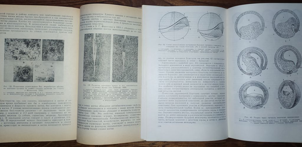 книги: ОБЩАЯ ЭМБРИОЛОГИЯ 1970. ГИСТОЛОГИЯ С ОСНОВАМИ ЭМБРИОЛОГИИ. V-е изд. 1973 - фото фото фото 9