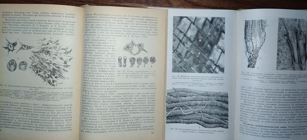 книги: ОБЩАЯ ЭМБРИОЛОГИЯ 1970. ГИСТОЛОГИЯ С ОСНОВАМИ ЭМБРИОЛОГИИ. V-е изд. 1973 - фото фото фото 13