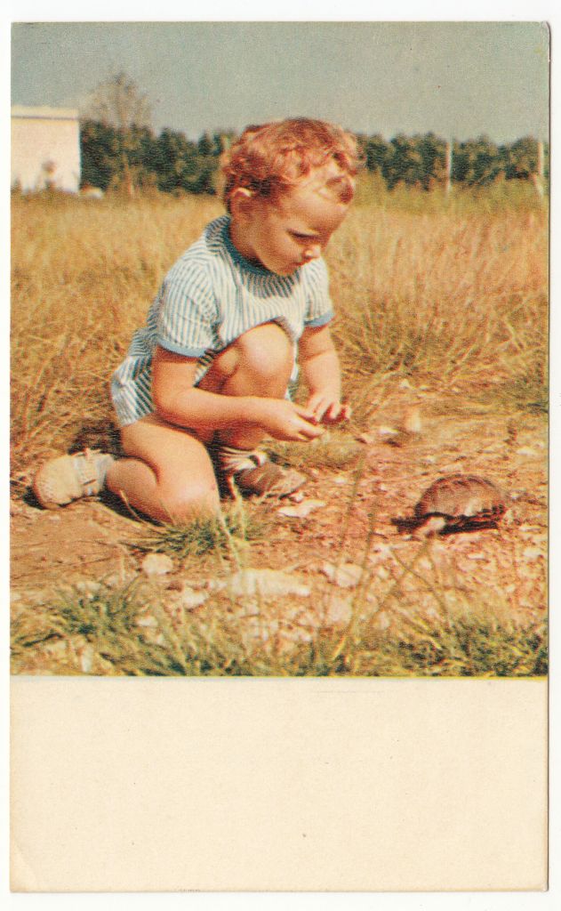 Черепашка 1969 Елисеева Р8 - фото фото фото 0