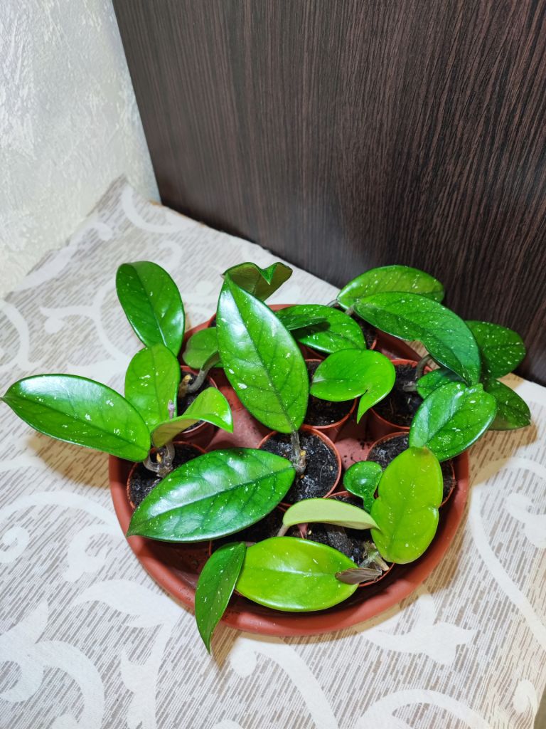 Хойя карноза     (hoya carnosa) - фото фото фото 1