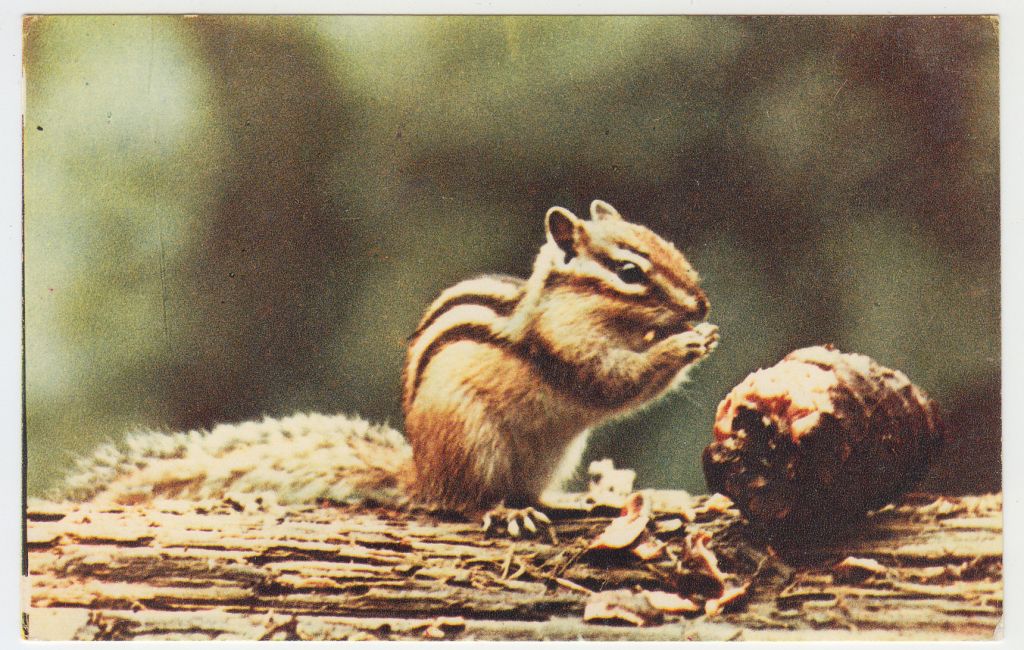 Звери 1969 Р11 - фото фото фото 0