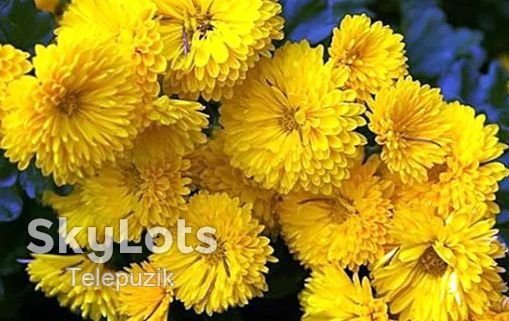 Хризантеми, хризантемы. Кольори різні, мікс,  Саджанець з корневою. - фото фото фото 5