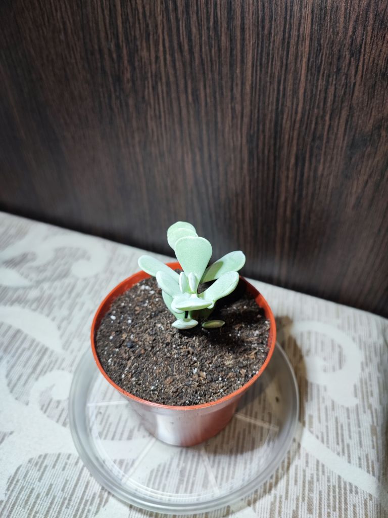 Котиледон орбікулата   (cotyledon orbiculata) - фото фото фото 0