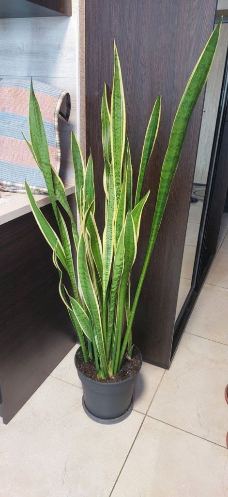 Сансевієрія трисмугова   (sansevieria trafasciata laurentii) - фото фото фото 1