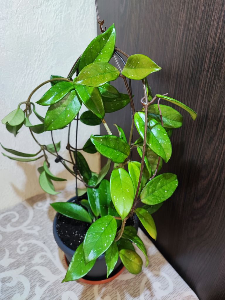 Хойя карноза   (hoya carnosa) - фото фото фото 1