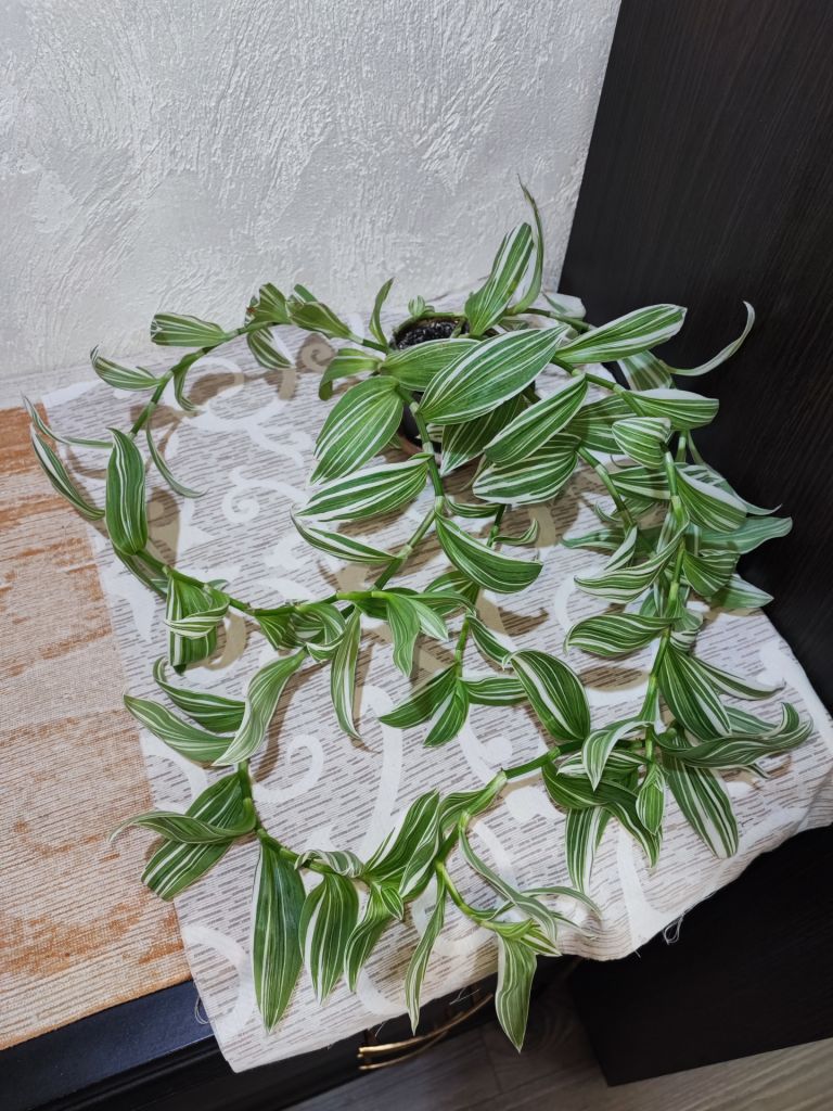 Традесканція Альбовітата      (tradescantia fluminensis albovittata) - фото фото фото 0