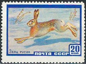 СССР-1960 фауна, заяц ** - фото фото фото 0